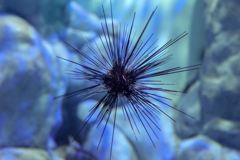 blue and white feather in close up photography