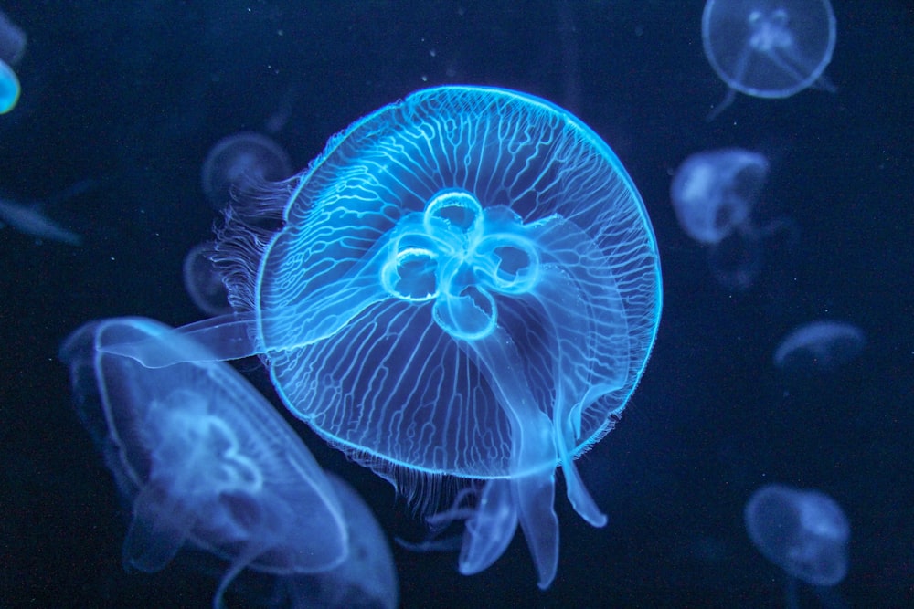 pink jellyfish in water during daytime