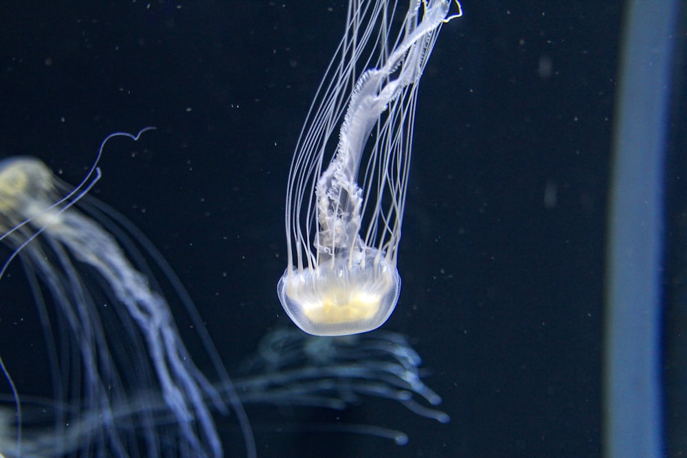 white and yellow jellyfish in water