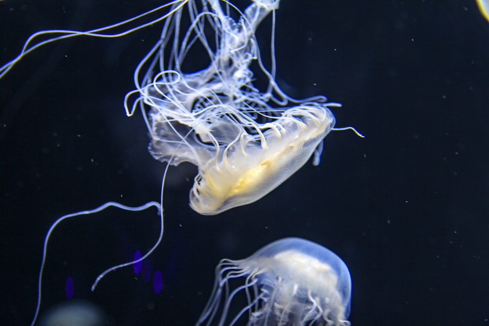 Medusas blancas en el agua durante el día