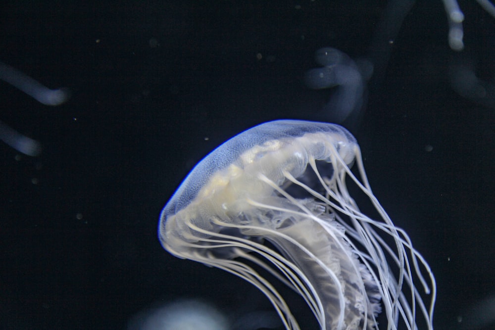 blaue und weiße Quallen im Wasser