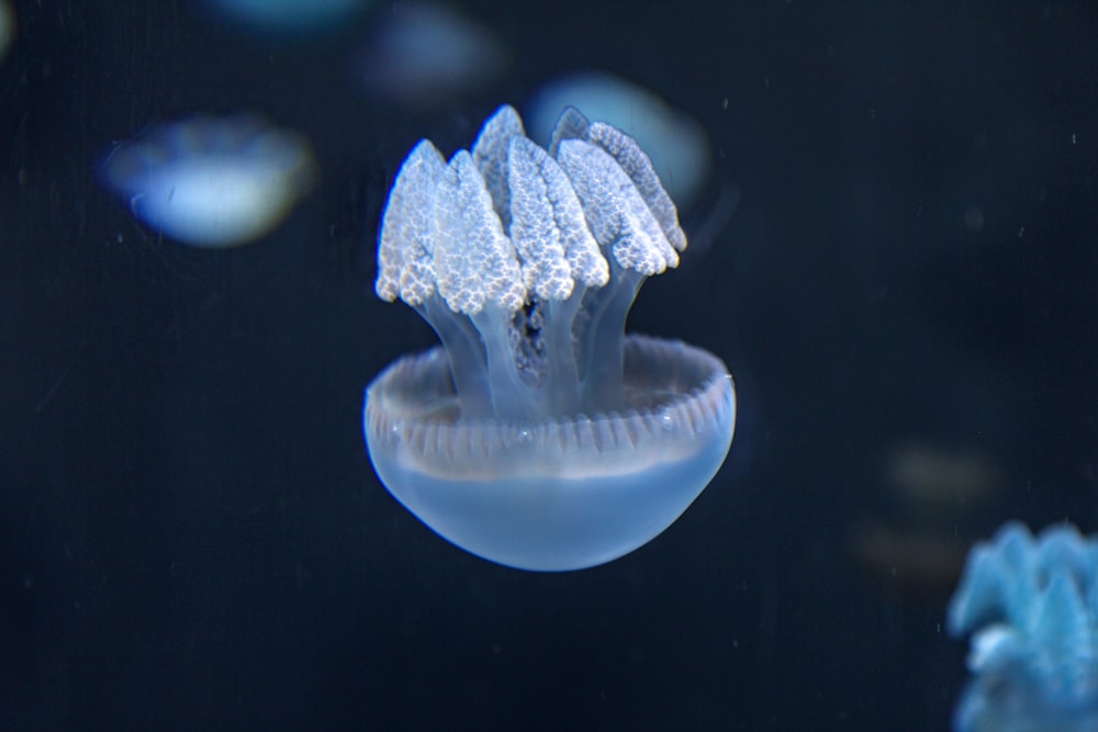 Medusas blancas y azules en el agua