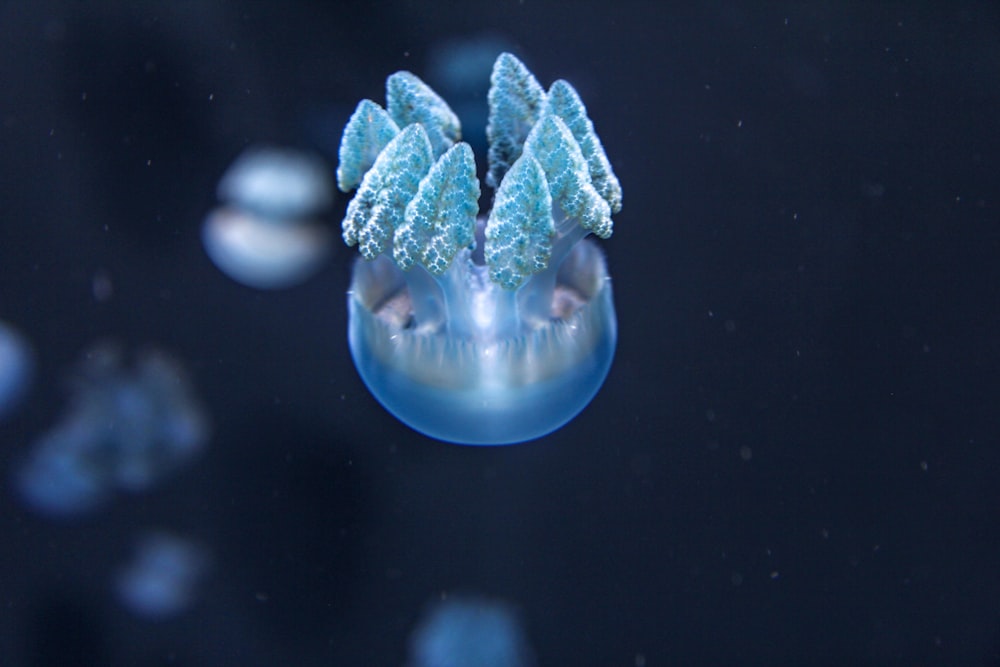 blue and white jellyfish in water