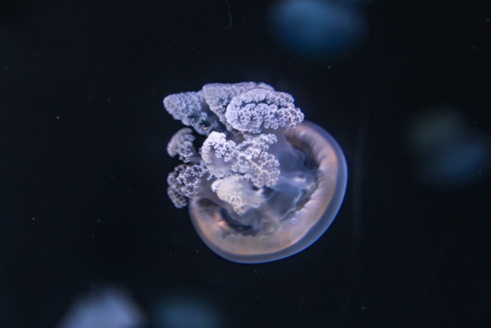 水中の白と青のクラゲ