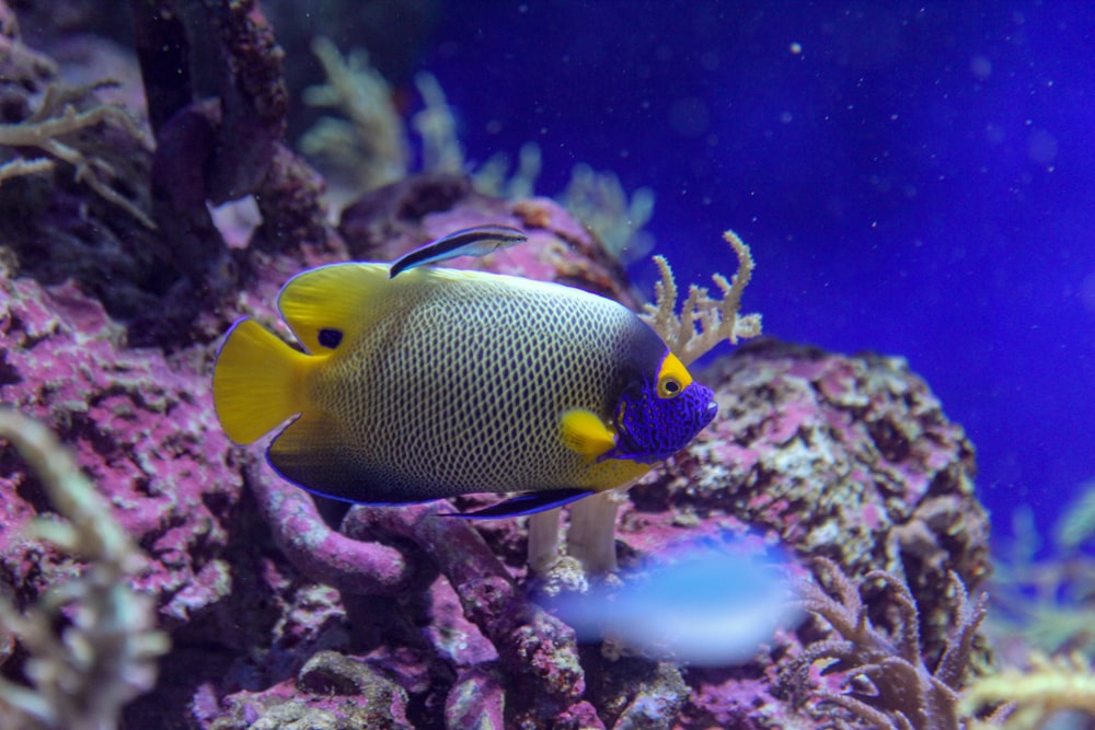 yellow and blue fish in water