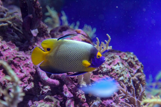 yellow and blue fish in water in Sentosa Gateway Singapore