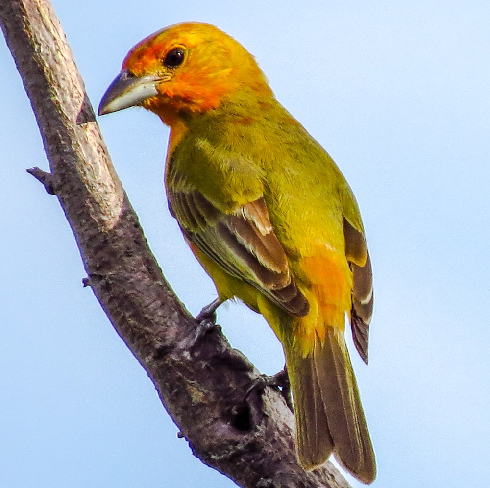 yellow and red bird on brown tree branch