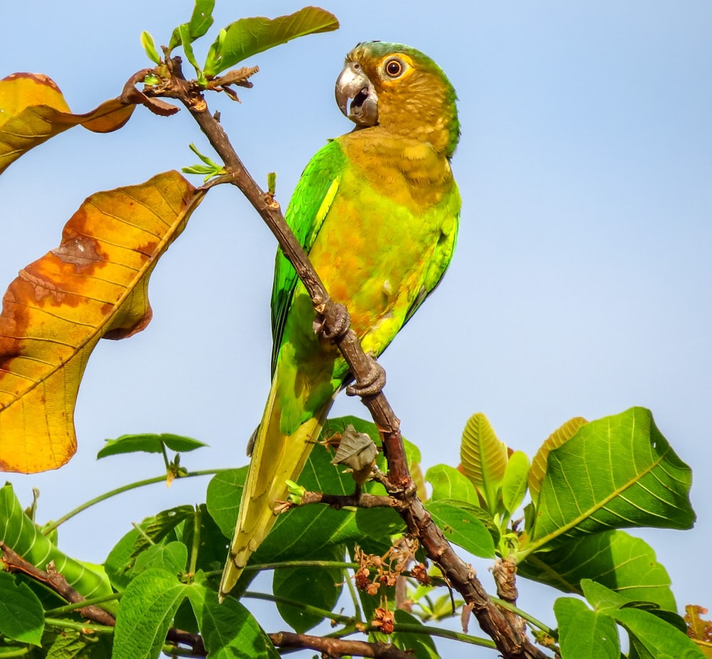 uccello verde sul ramo marrone dell'albero durante il giorno
