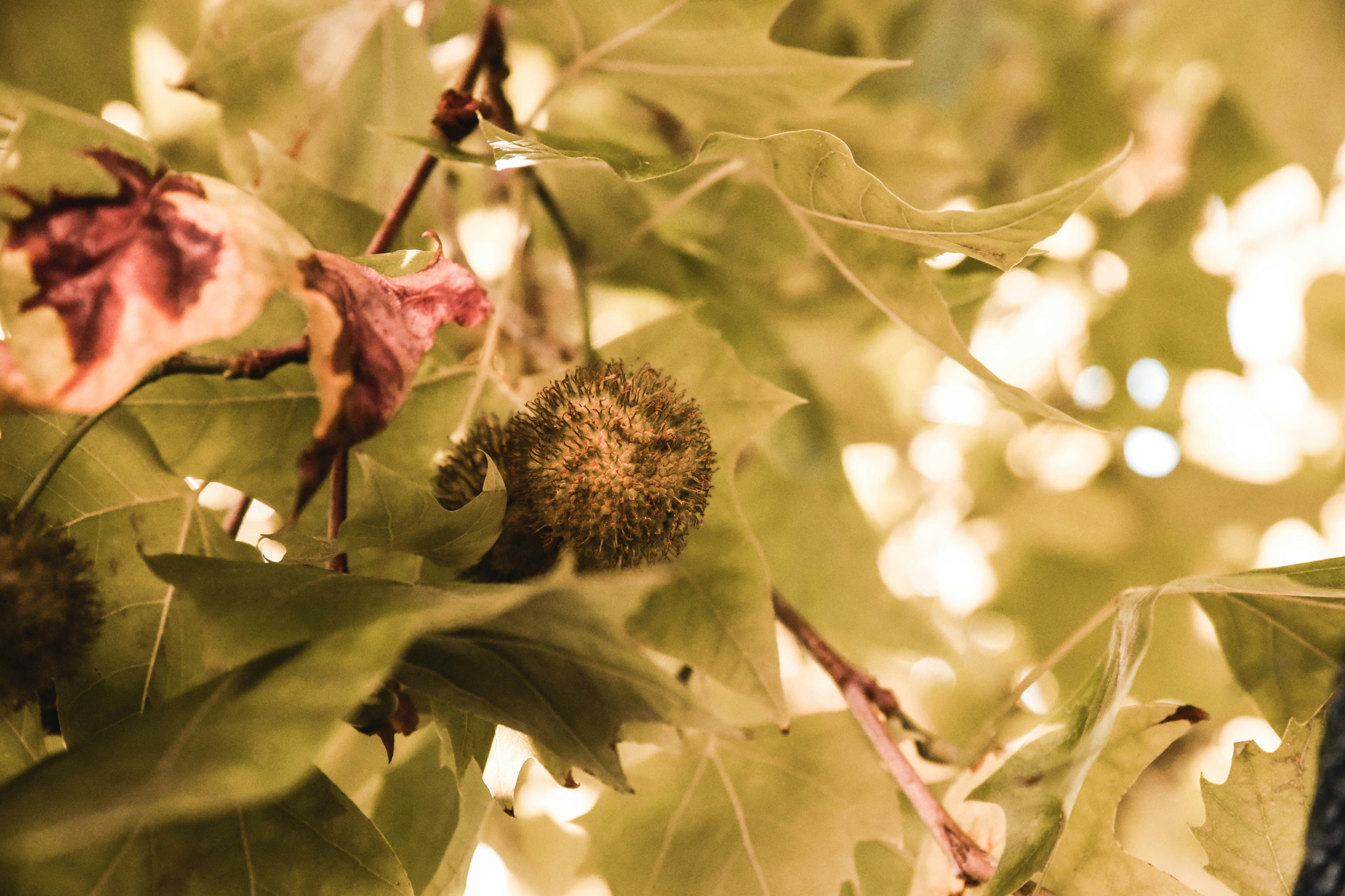 green round fruit on green leaves, 
