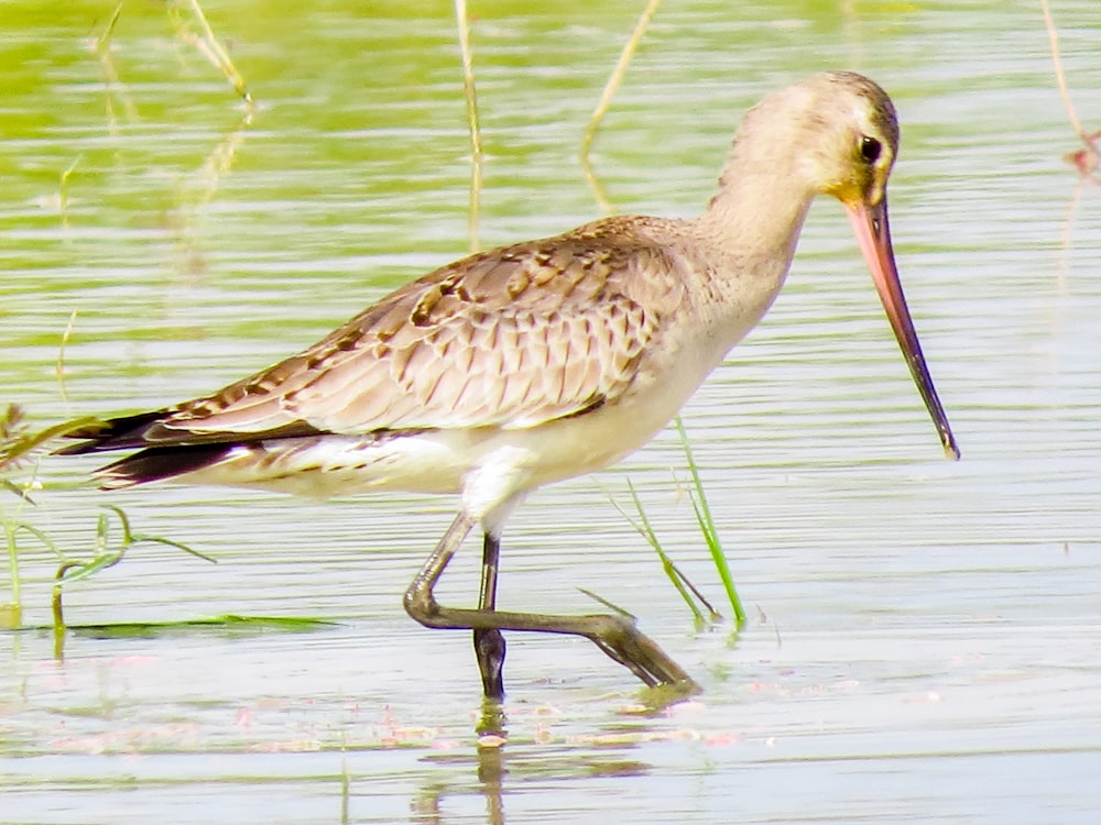 brown bird on water during daytime