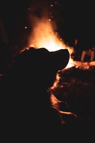 Whimsical watercolor animals gathered around a glowing campfire in soft calming tones.