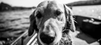 A close-up black and white photograph of a dog with a focus on its face. The background shows a blurred body of water and distant shoreline, creating a sense of depth.