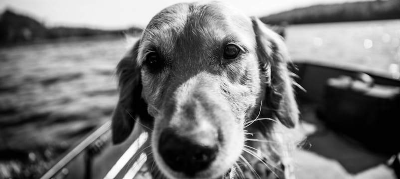A close-up black and white photograph of a dog with a focus on its face. The background shows a blurred body of water and distant shoreline, creating a sense of depth.
