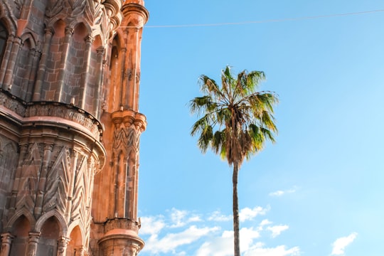 palm tree near beige concrete building in San Miguel de Allende Mexico