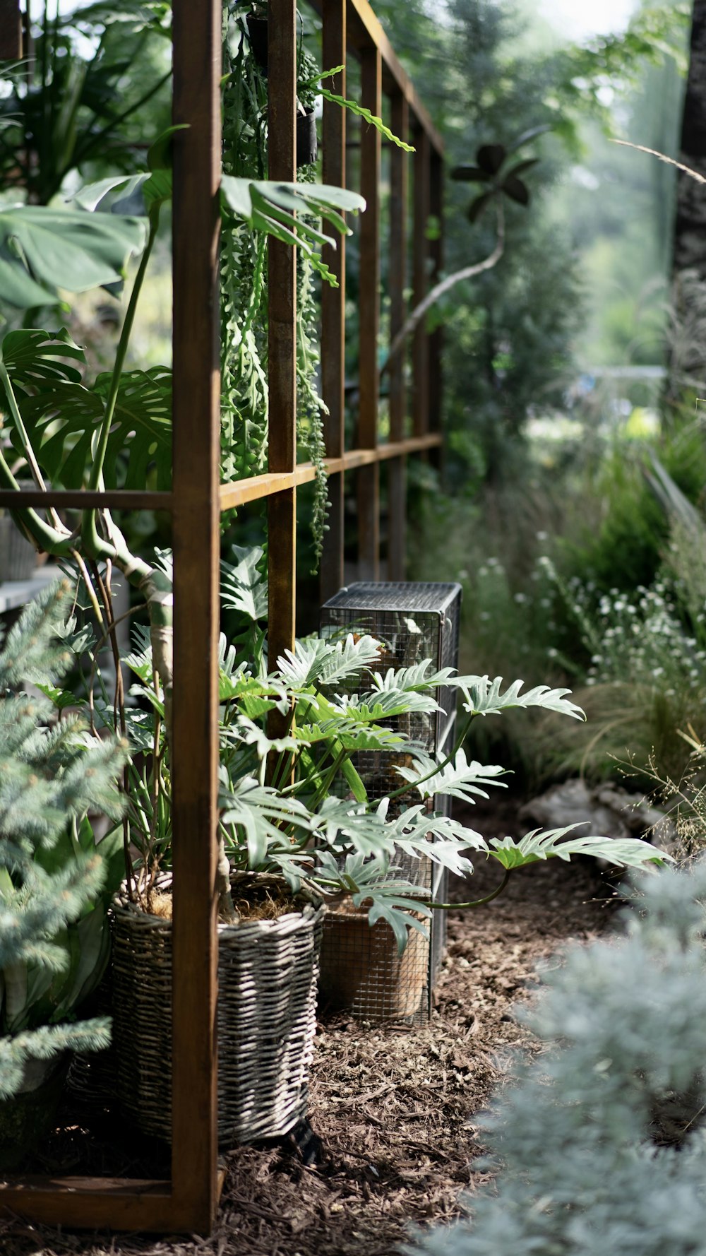 green plant on brown wooden pot