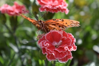 brown butterfly perched on pink flower in close up photography during daytime