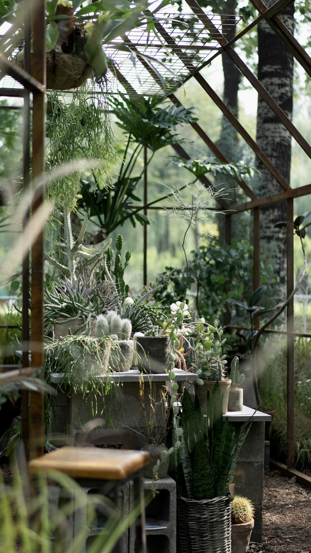 green plants on brown wooden table