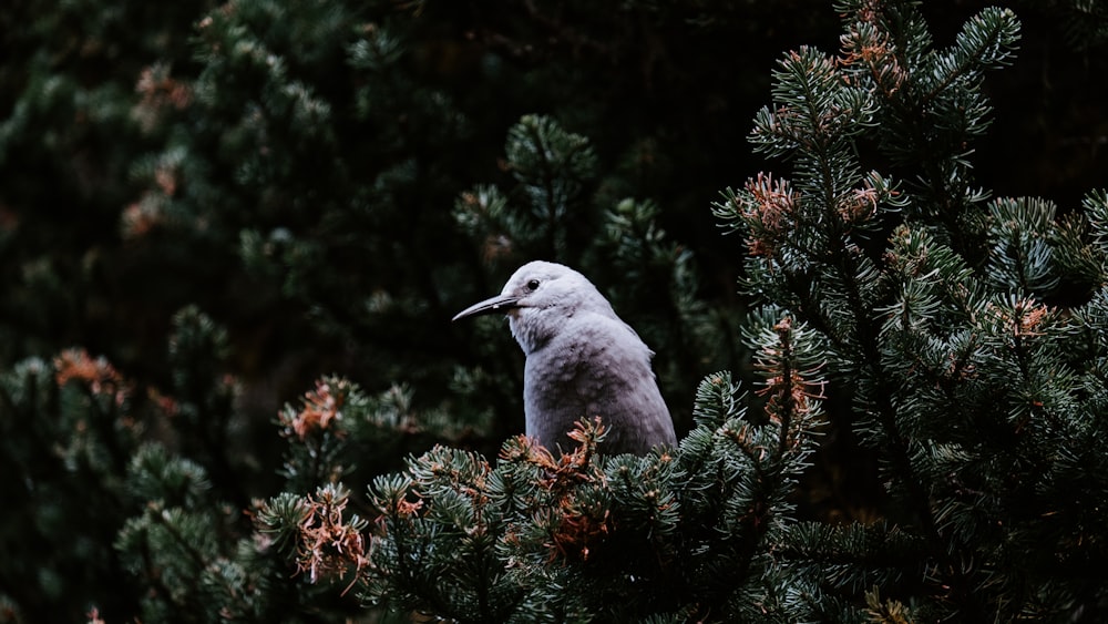 pájaro gris en árbol verde