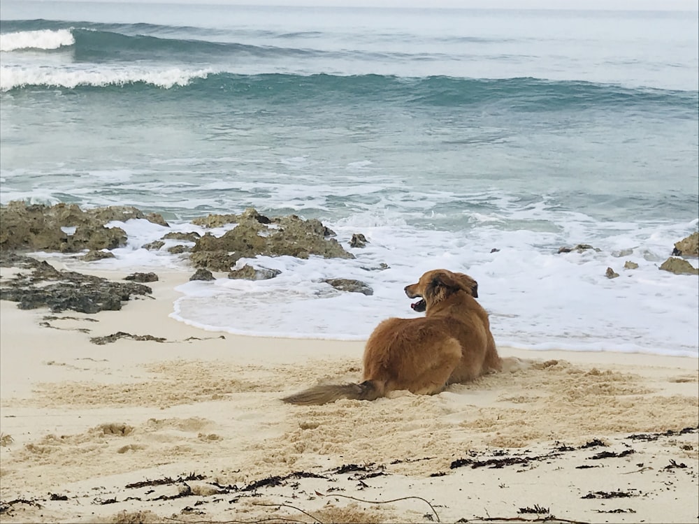 brown short coated dog on beach during daytime