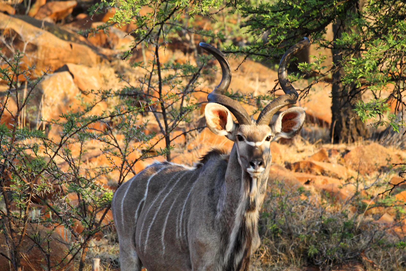 Stock image: a kudu bull among red rocks and thorn scrub in dry winter bushveld