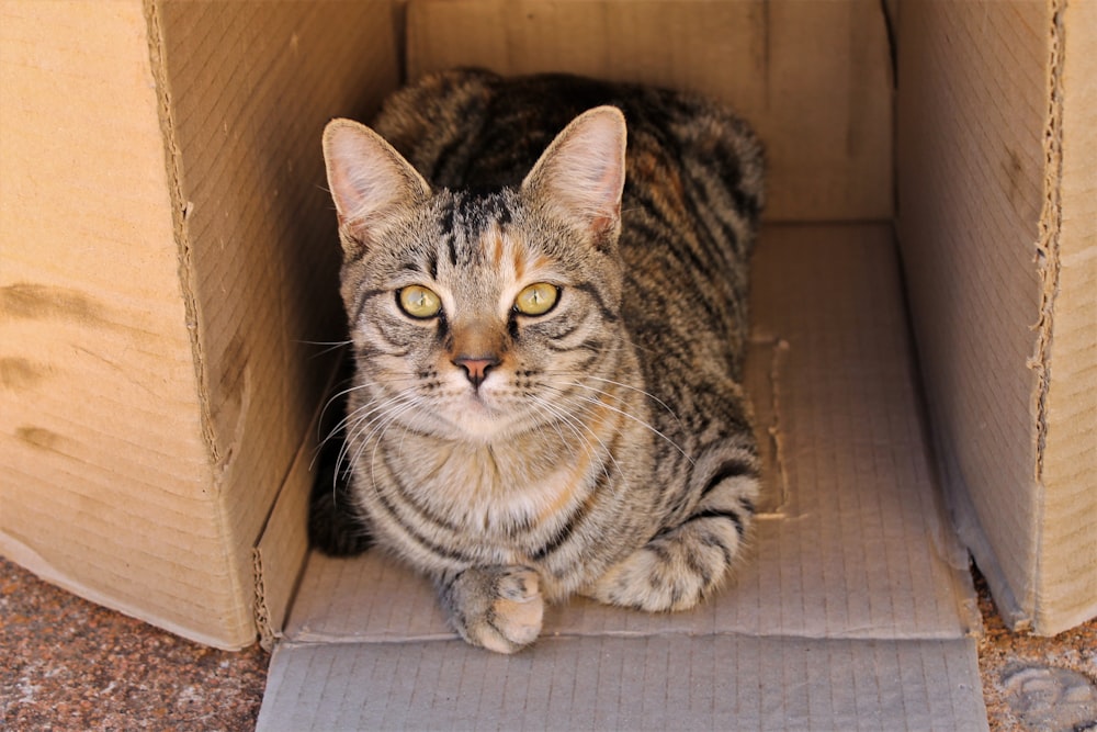 Gato atigrado plateado en caja de cartón marrón