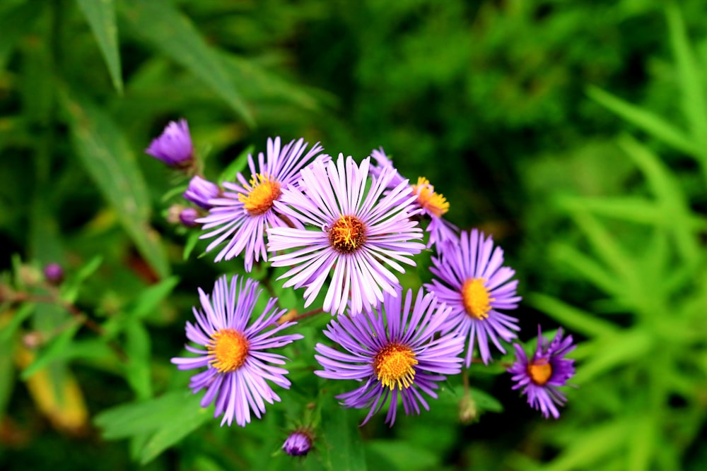 purple and white flower in tilt shift lens