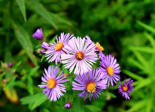 purple and white flower in tilt shift lens