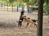 Two dogs are playfully interacting in a fenced park area. The ground is covered with wood chips, and some trees provide shade. The background shows a park setting with a bench and some signs visible.