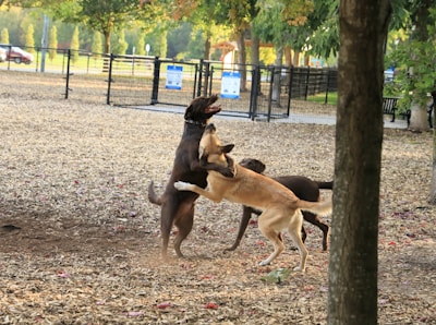 Two dogs are playfully interacting in a fenced park area. The ground is covered with wood chips, and some trees provide shade. The background shows a park setting with a bench and some signs visible.