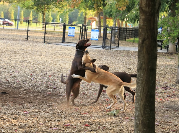 Wide shot of the fenced play zones filled with playful dogs and natural scenery.