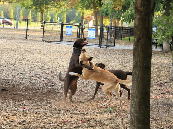 Two dogs are playfully interacting in a fenced park area. The ground is covered with wood chips, and some trees provide shade. The background shows a park setting with a bench and some signs visible.