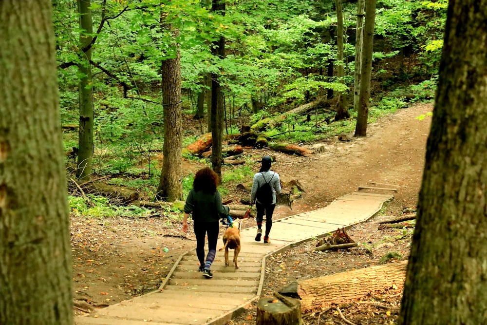 people walking on pathway surrounded by trees during daytime