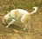 A white and tan dog with a harness plays with a colorful ball on a dirt path covered with fallen leaves. The scene suggests an autumn setting with various shades of brown and green leaves scattered around.