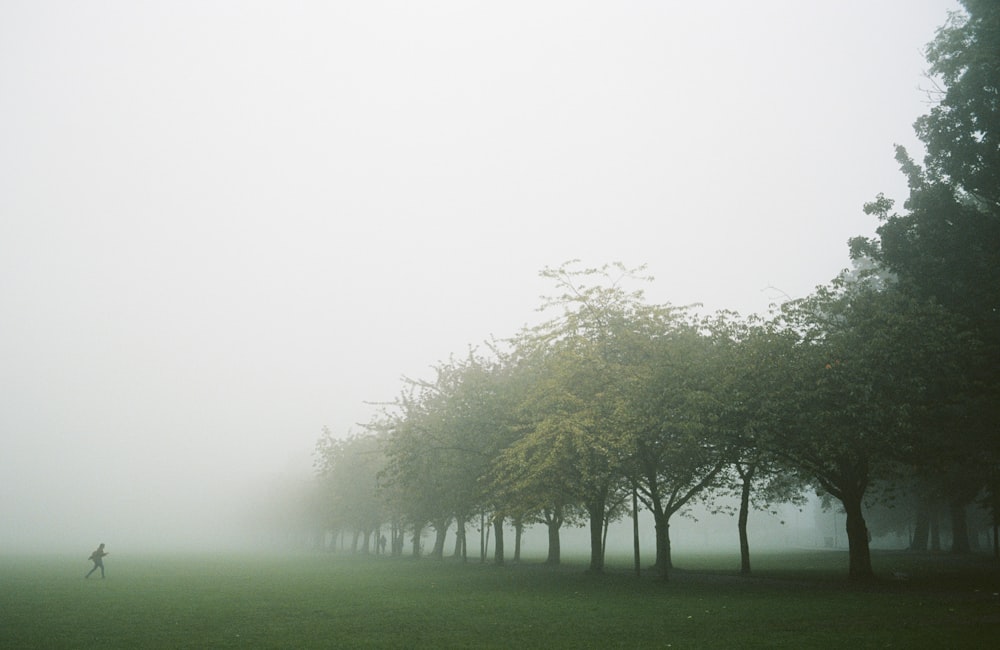 campo de grama verde com árvores cobertas de neblina