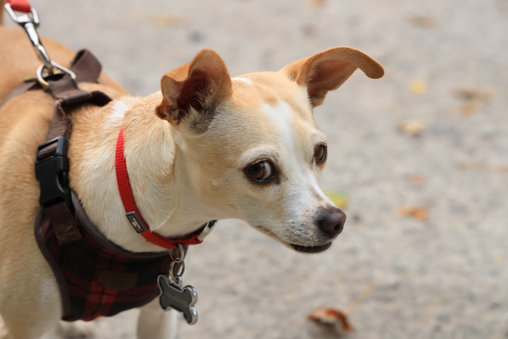 cão branco e marrom de pelagem curta com coleira preta e vermelha