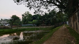 A narrow, earthy path bordered by grass leads through a rural landscape with a small pond covered in water lilies on the left side. Lush green trees and plants, including palm trees, line the area, creating a dense and vibrant scene. A boundary wall runs alongside the path to the right, with trees arching from above, partially obscuring the sky.