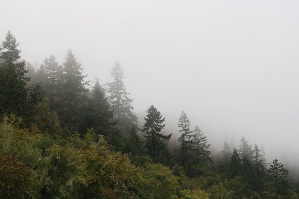 green trees under white sky during daytime