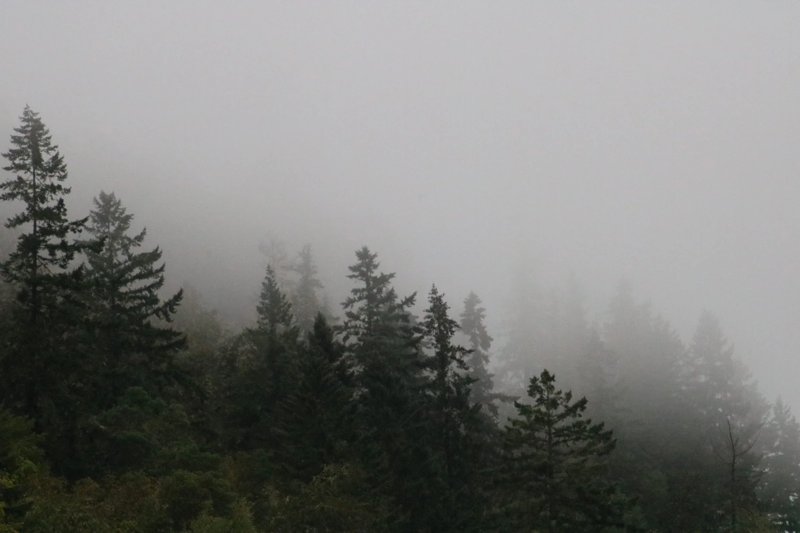 Misty forest