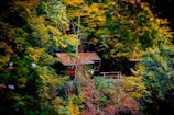 A cozy wooden cabin nestled in an Idaho forest during early autumn, with vibrant peacock blue accents on the porch decor.