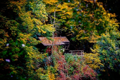 A cozy wooden cabin nestled in an Idaho forest during early autumn, with vibrant peacock blue accents on the porch decor.