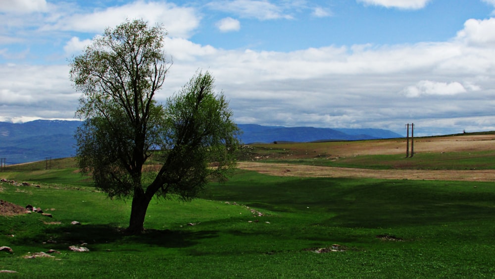 green grass field with leafless tree under white clouds and blue sky during daytime