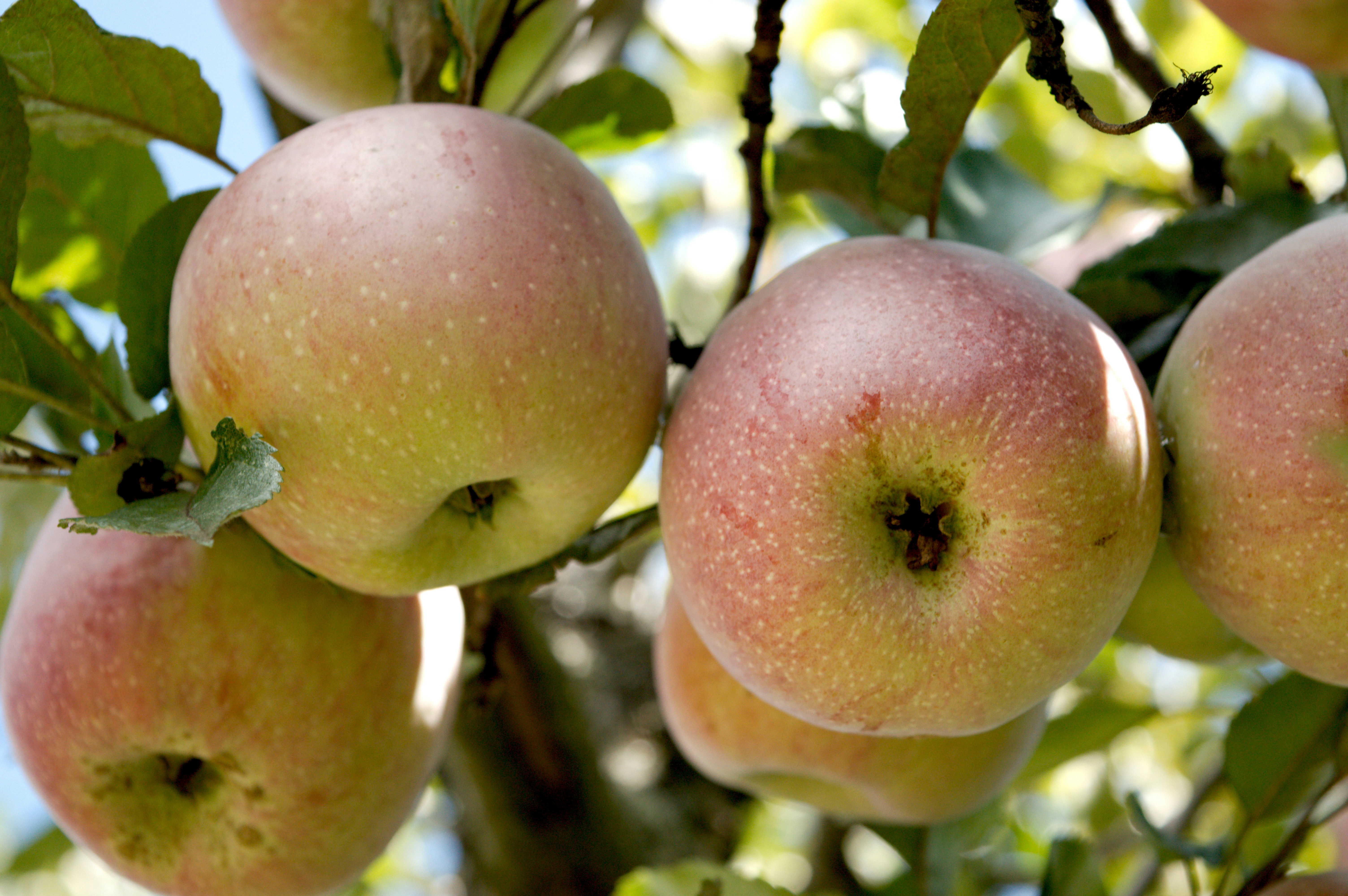 Photo by bkaraivanov