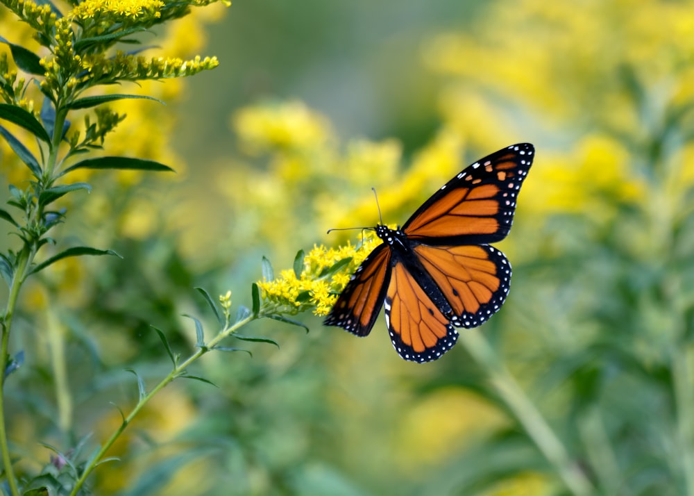 monarch butterfly perched on yellow flower in close up photography during daytime