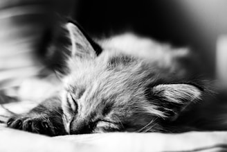 A calm photo capturing a close-up of a sleeping kitten curled up on a soft pillow by a window.
