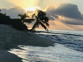 An elegant coastal landscape featuring palm trees silhouetted against a sunset.