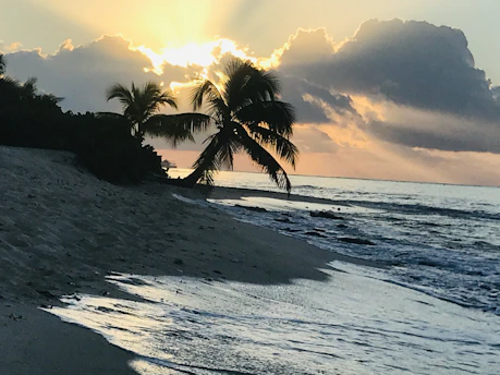 An elegant coastal landscape featuring palm trees silhouetted against a sunset.
