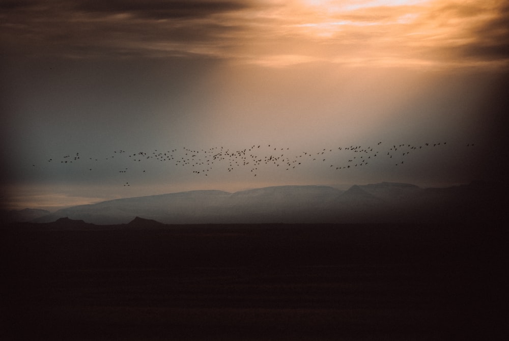 birds flying over the mountains during sunset