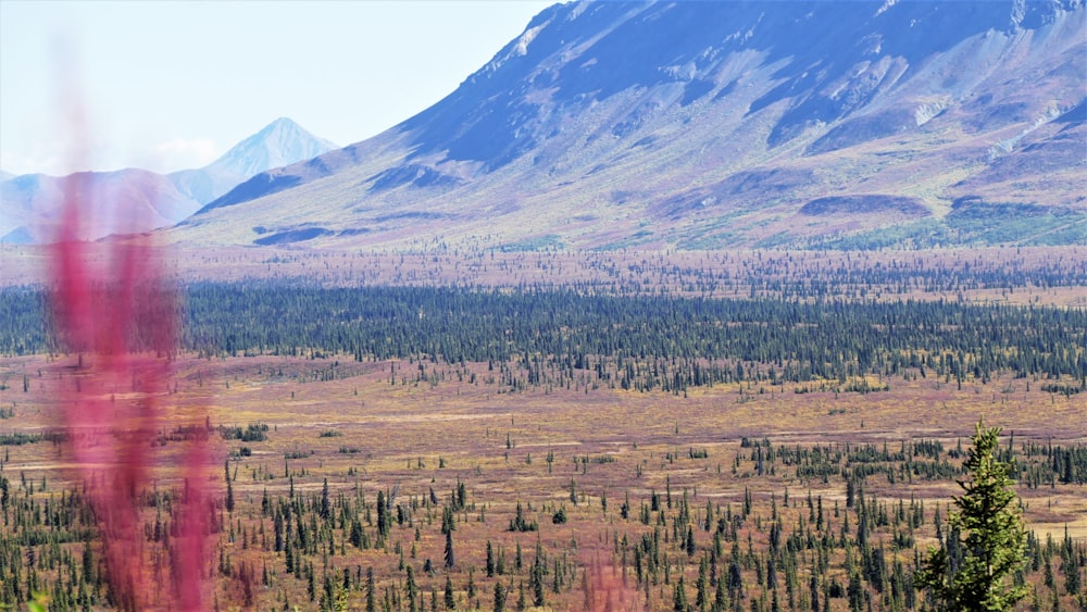 green trees and brown grass field near mountain during daytime