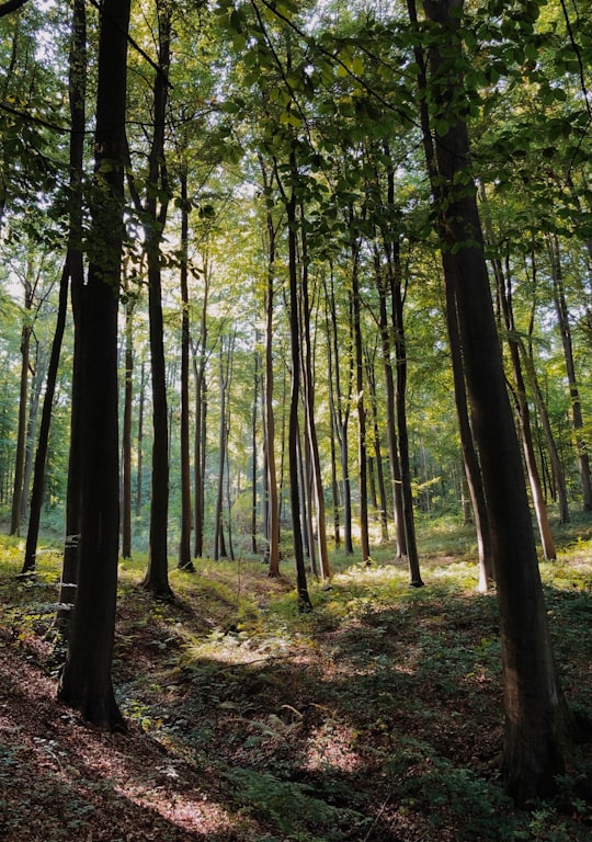 green and brown trees during daytime in Sonian Forest Belgium