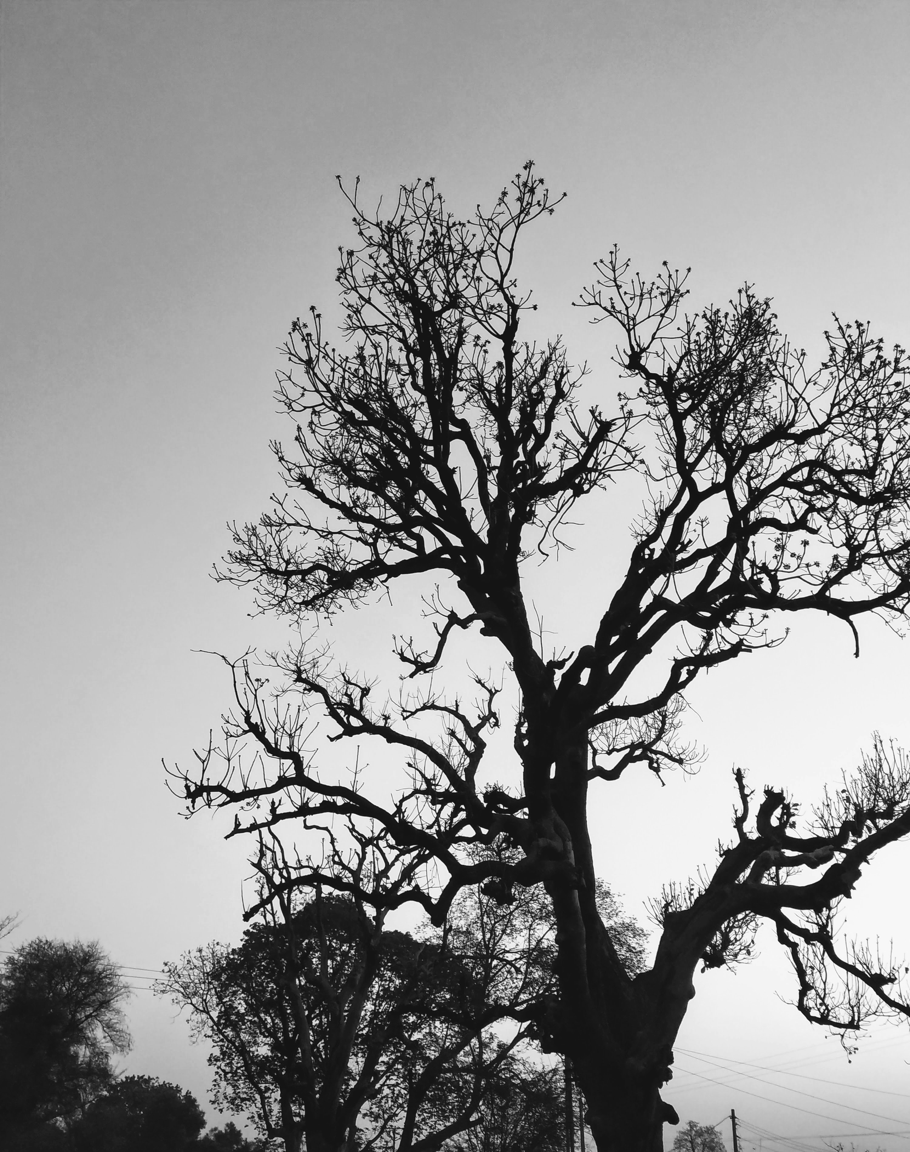 leafless tree under gray sky